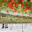 Commercial strawberry crop under glass (the tabletop system)