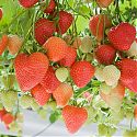 Strawberry - Fragaria x ananassa 'Sasha'