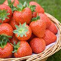 Strawberries in a basket - Fragaria x ananassa 'Sonata'