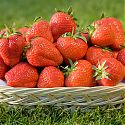 Strawberries in basket - Fragaria x ananassa 'Elsanta'