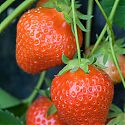 Strawberry -  Fragaria x ananassa 'Christine'