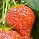 Strawberry -  Fragaria x ananassa 'Elsanta'