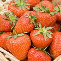 Strawberries in a basket - Fragaria x ananassa 'Christine'