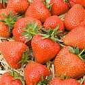 Strawberries - Fragaria x ananassa 'Christine'