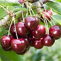 Sweet Cherry - Prunus avium 'Samba'