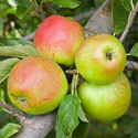 Apple - Malus domestica 'Ellison's Orange'
