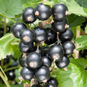 Blackcurrant - Ribes nigrum 'Big Ben'