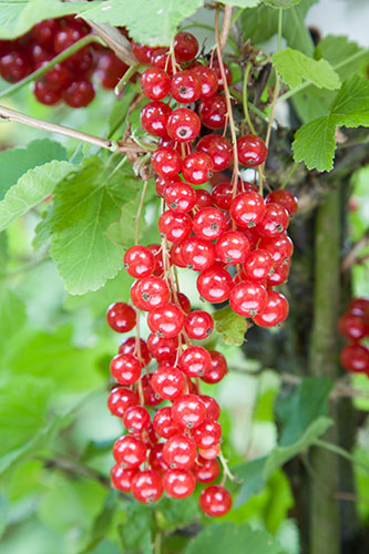 Redcurrant - Ribes rubrum 'Rovada'