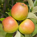 Apple - Malus domestica 'King of the Pippins'