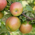 Apple - Malus domestica 'Lord Lambourne'
