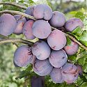 Plum - Prunus domestica 'Guinevere'