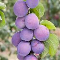 Plum - Prunus domestica 'Marjorie's Seedling'